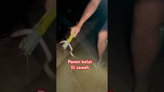 Panen belut sawah #part20 #vlog #panenbelut #sawah #kawanlaladog #alam #sibolang #fyp