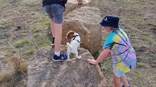 Lucy the Parkour dog