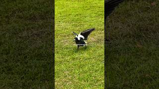 Australian Magpie #shorts #birding #birdwatching #sydney #australia #birdlovers