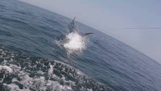 Bill less Blue Marlin Release