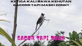 Kutilang ajaran ke 3 kali bawa kehutan udah sangat" gacor...