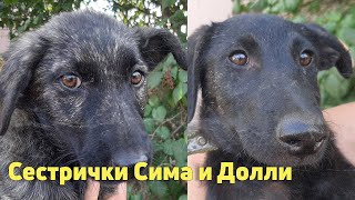 Сима и Долли в поисках дома! Двух сестричек подкинули под ворота, давайте вместе найдем им дом!!!