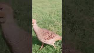 Teetar nawaz teetar bird #greyfrancolin #viral