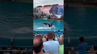 The Orca Show at SeaWorld San Diego #socal #sandiego #seaworld