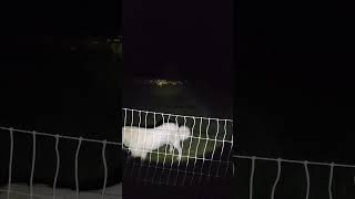 Ever wonder what sheep do in the middle of the night?