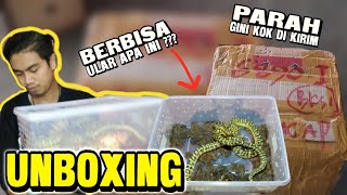 UNBOXING PULUHAN ULAR BERBISA | Colubridworld