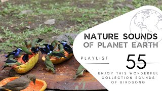 2 hours of pleasant natural sounds - Birdsong