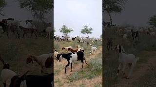 Goats and sheeps in Thar desert #ytshorts #goats #sheep #thar #animals #desert #shorts #pet #viral