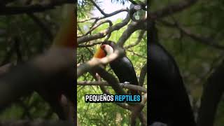 "¿Conocías estos datos sobre el tucán?" #tucan #naturalezaincreíble #naturaleza #avesdelmundo