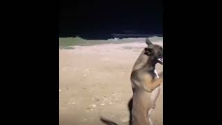 Bhangra kutta #bhangra #dog #cat #doglover #animals #pets #trending #viral #punjabi #ok #dogs #dance