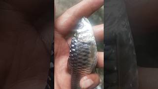 MANCING IKAN MAHSEER IKAN DEWA #shorts #mancing #fishing #ikan #mahseer #lempon #ikandewa