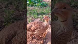 greyfrancolin #viral #teetarkiboli