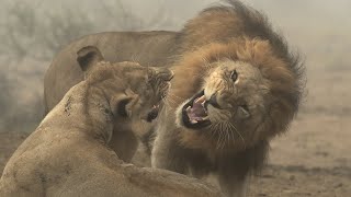 Mating Lions In The Mist