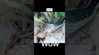 SNAKE vs FROG 🤯 #shorts #animals #snake #frog