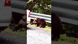 Stop Hrănirea Urșilor pe Transfăgărășan! 🐻⛔️ #short #munte #romania