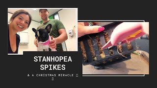 Stanhopea Spike Release + Frankie Update + Surprise Xmas Video