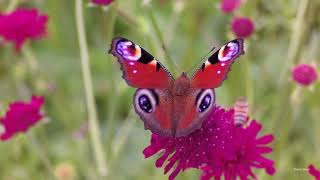 Aglais io, the European peacock butterfly, on Knautia macedonica