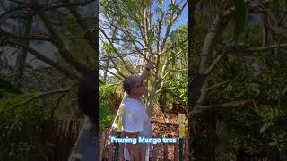 Pruning Mango Tree