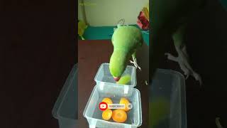 Parrot eating breakfast