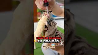 Hướng dẫn đi qua dây cho sóc bay úc #socbayuc #sugarglider #socbay #sóc #petxinh