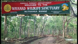 🐝🐝 Wayanad Wildlife Sanctuary