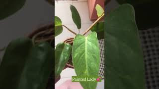 Wednesday 🌱 | l almost give up😅 | ft. New Philodendrons