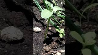 Watch - Watermelon at a young stage... Enjoy..