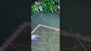 Awesome net Fishing Technique 🐟🐟 #shorts