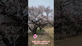 홍매화(박형렬)#shorts#전남대홍매