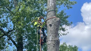 Tree Squeeze From Buckingham In Action | Removing A Dead Tree With A Tree Squeeze | Mom’s Tree P2