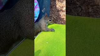 Вкусно, вкусно / Yummy, Yummy  #squirrel #animals #wildlife