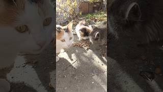 Милое семейство #котики #природа #2024 #ноябрь2022