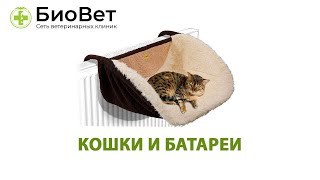 Кошки и батареи