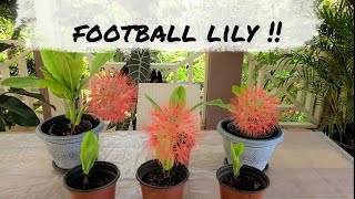 Growing Football lily (Scadoxus multiflorus) in Warmer Climates