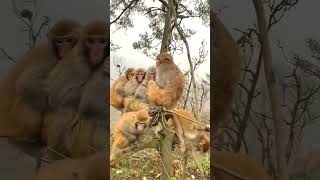 Monkey Video 🐒🐒#shorts #shortsvideo #vairal #youtubeshorts #shortvairalvideo #tranding