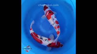 2024FALL-101 2yr Beautiful Sanke by OGATA Koi Farm