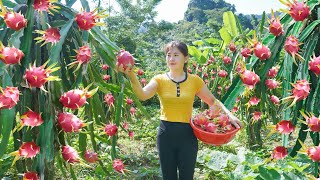 Harvesting Dragon Fruit Goes To Market Sell - Take Care Farm | My Bushcraft / Nhất