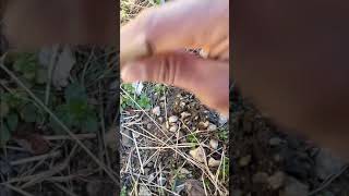 #Tree #youtubeshort grafting techniques 🌲 درخت کے پیوند کاری