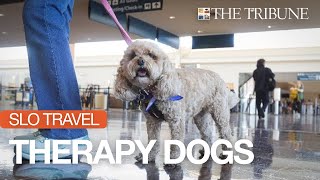 San Luis Obispo Airport Tests Therapy Dog Program To Help Reduce Travel Stress