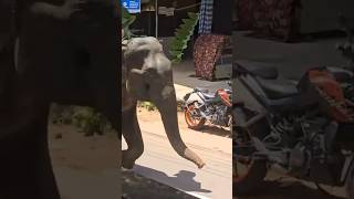 Wild elephant roaming in streets #elephants