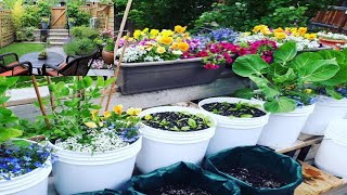 How to grow a container garden,cheap and easy patio gardening