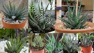 How to care for Haworthia zebra plant |Tips for growing Haworthia succulent