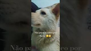 não passa o vídeo por favor 😔🥺 #dog #video #viral