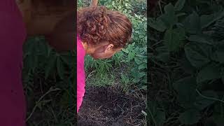 Plantando as sementes de ingá #roça