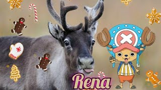 TUDO sobre a RENA- Desvendando o Enigma (Enigma Animal)#animais #renas #curiosidades