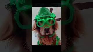 Dogs Celebrate Halloween 2 #dogs  #halloween  #costumes