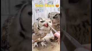 #shorts #youtubeshorts #amazing #satisfying #beautiful #owls