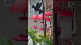 Happy Hummingbirds eating #hummingbirds #hummingbird #hummingbirdfeeder #hummingbirdlover