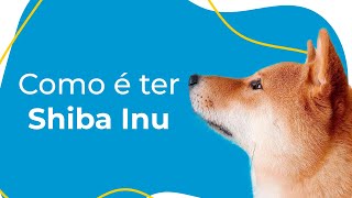 COMO É TER UM SHIBA INU: COMPORTAMENTO, CUIDADOS ESSENCIAIS E CURIOSIDADES