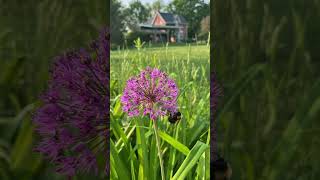 Busy Bees at The Farm!